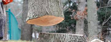 Best Fruit Tree Pruning  in Lake Park, GA