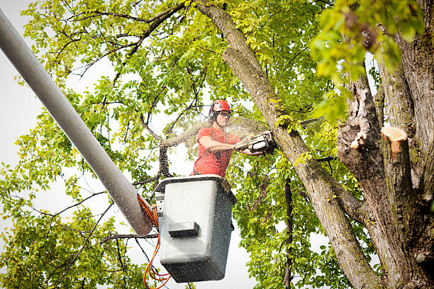 Best Tree Mulching  in Lake Park, GA