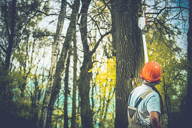  Lake Park, GA Tree Care Pros