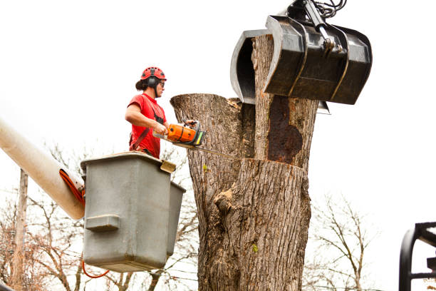 Best Tree Health Inspection  in Lake Park, GA